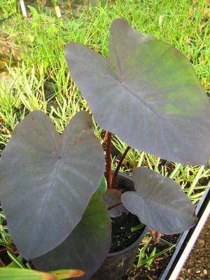 Black Taro Plant